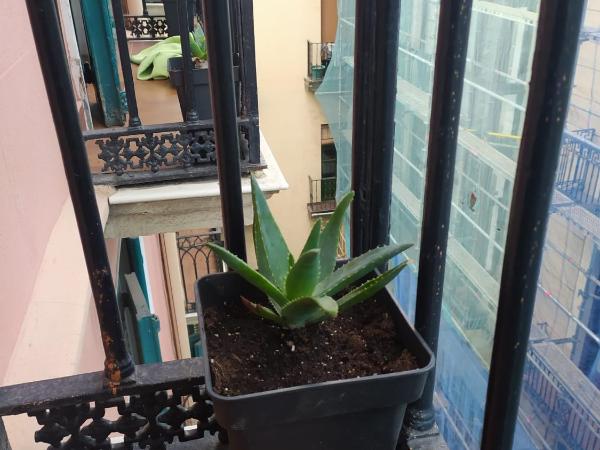 Pensión Manoli : photo 10 de la chambre chambre lits jumeaux standard avec salle de bains commune