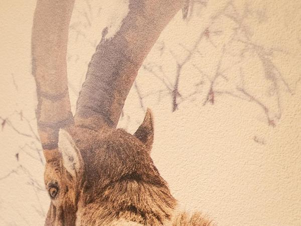 Hotel Les Chamois : photo 4 de la chambre chambre deluxe