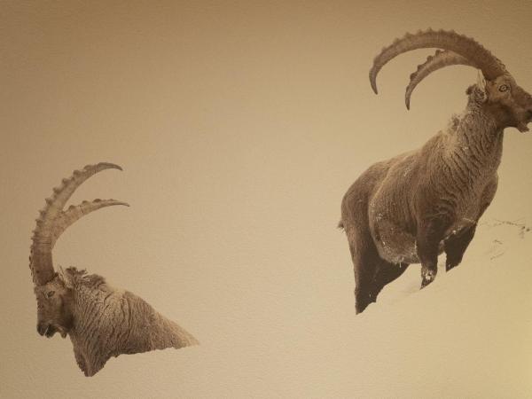 Hotel Les Chamois : photo 3 de la chambre suite junior – vue sur montagne