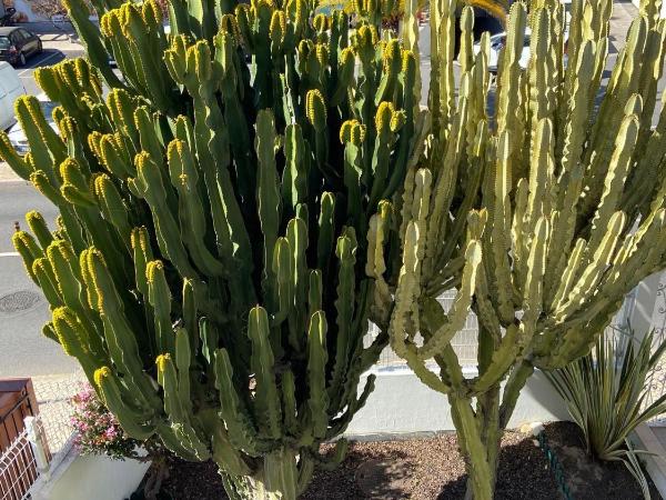 Apartamentos Carruna : photo 9 de la chambre appartement 1 chambre