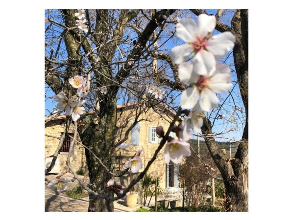 Le Mas des Oliviers Nîmes : photo 7 de la chambre chambre double - vue sur jardin