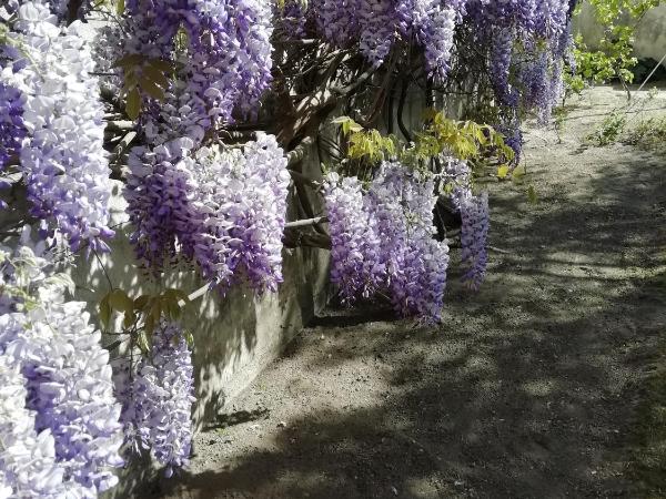 Chez Fleur : photo 2 de la chambre chambre double - vue sur jardin