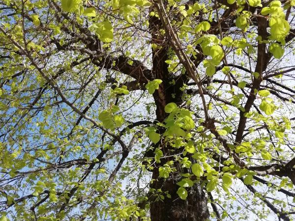 Chez Fleur : photo 3 de la chambre chambre double - vue sur jardin