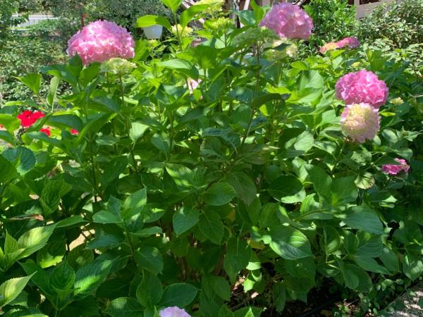 Guest House Krk Town Centre : photo 7 de la chambre chambre double deluxe avec balcon