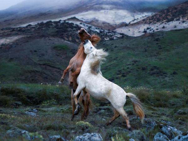 Fox Hotel : photo 3 de la chambre chambre quadruple Économique avec salle de bains commune
