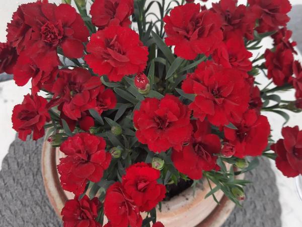 La Villa : photo 3 de la chambre chambre double - vue sur jardin