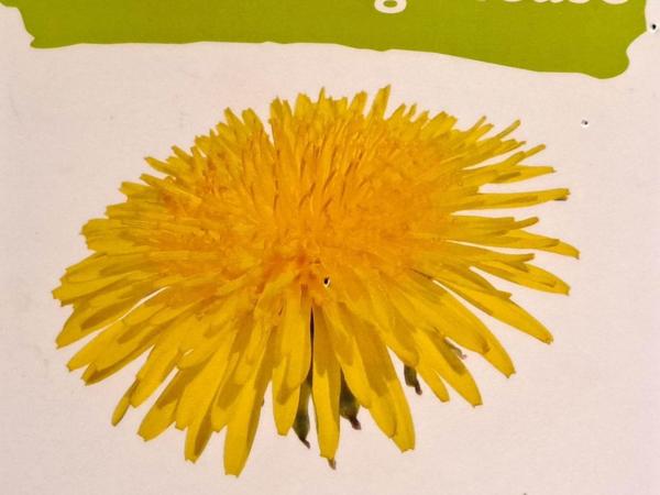 Holiday Hostel : photo 10 de la chambre lit dans dortoir mixte de 6 lits