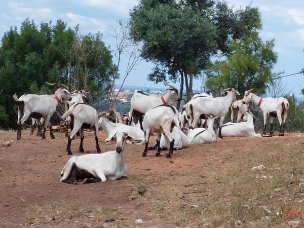 FALCOARIA de Santa Efigenia : photo 1 de la chambre tente