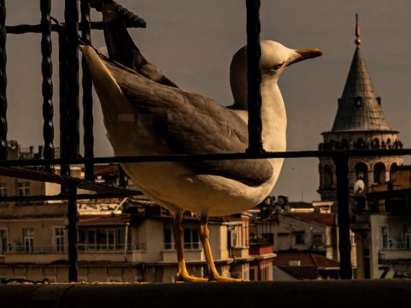 GALATA M84 : photo 6 de la chambre suite avec terrasse 