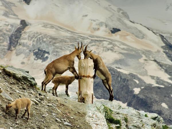 3100 Kulmhotel Gornergrat : photo 1 de la chambre chambre double - vue sur mont cervin