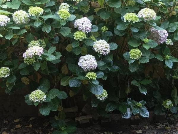 Il giardino nascosto : photo 4 de la chambre chambre quadruple avec salle de bains
