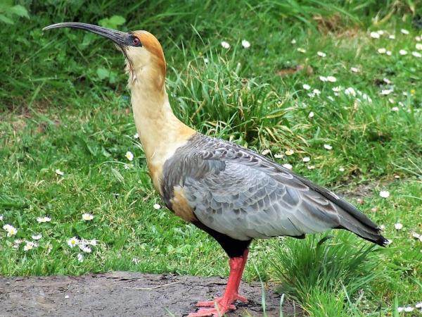 Cabaña Entre Lagos y Montañas : photo 6 de la chambre cottage - vue sur jardin