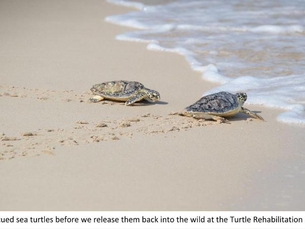 Jumeirah Al Naseem Dubai : photo 2 de la chambre hébergement club supérieur avec avantages club - vue sur océan - accès à la plage et au parc aquatique wild wadi waterpark™
