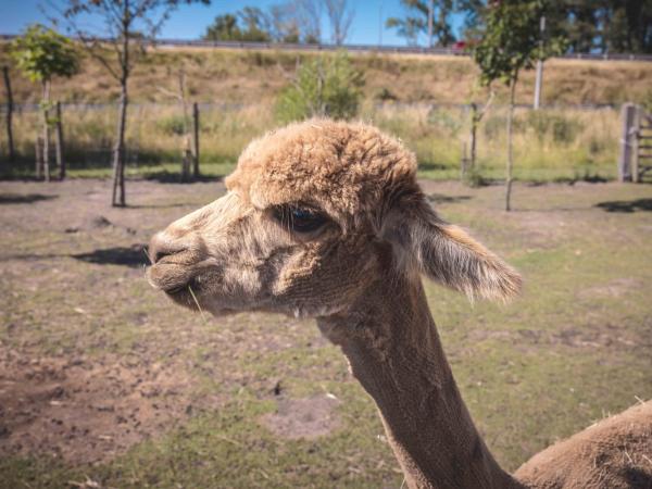 Boris & Barney : photo 8 de la chambre tente