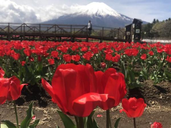 新宿の家-28 square meters 3-person Japanese style walking rice house : photo 8 de la chambre appartement