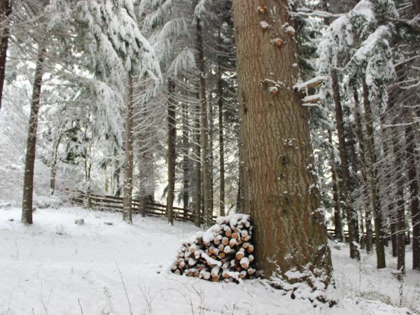 Cabaña Llavu Lemu : photo 10 de la chambre chalet