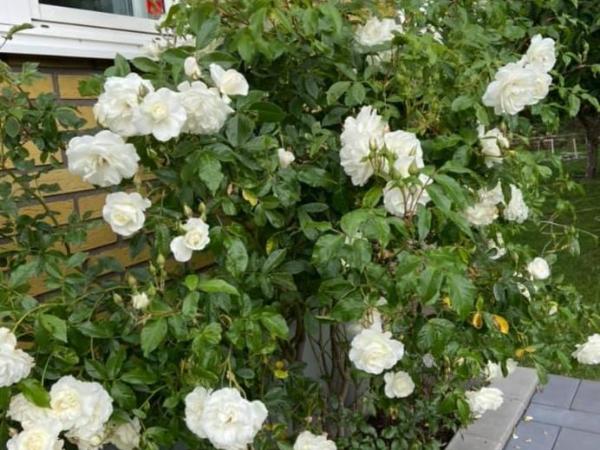 Flamur & Vannis BnB : photo 8 de la chambre chambre double avec salle de bains privative