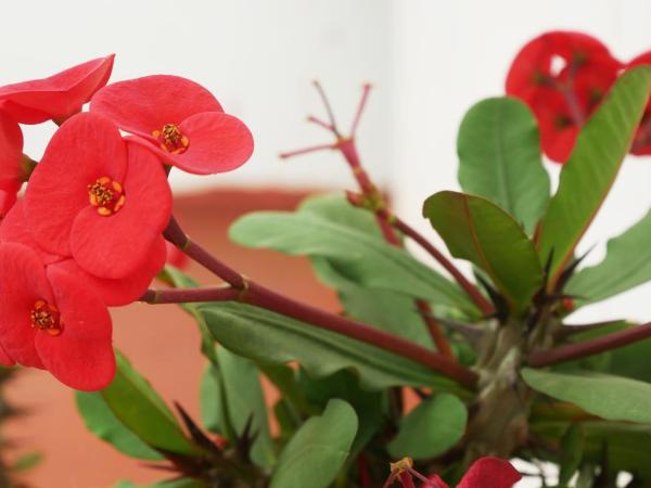 Casa EL Mundo : photo 7 de la chambre villa supérieure