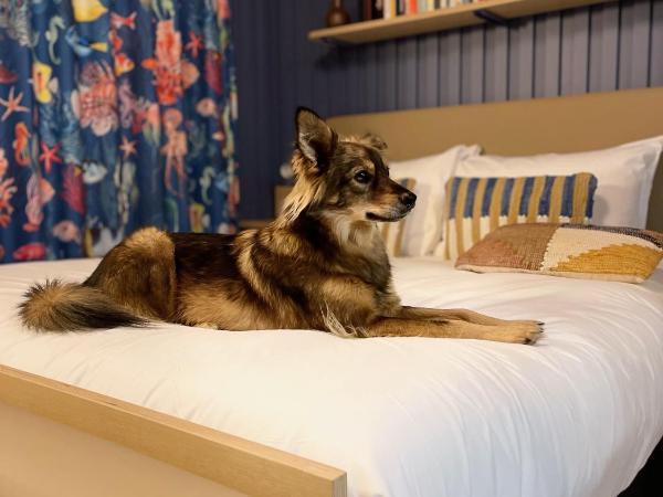 JOST Hôtel Le Havre Centre Gare : photo 8 de la chambre chambre supérieure lit queen-size