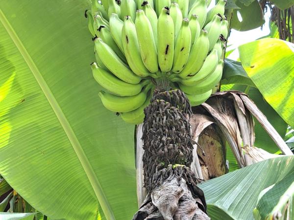 Hotel Liberdade Búzios : photo 5 de la chambre chambre triple avec balcon