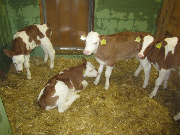 Gässlihof : photo 2 de la chambre chambre familiale