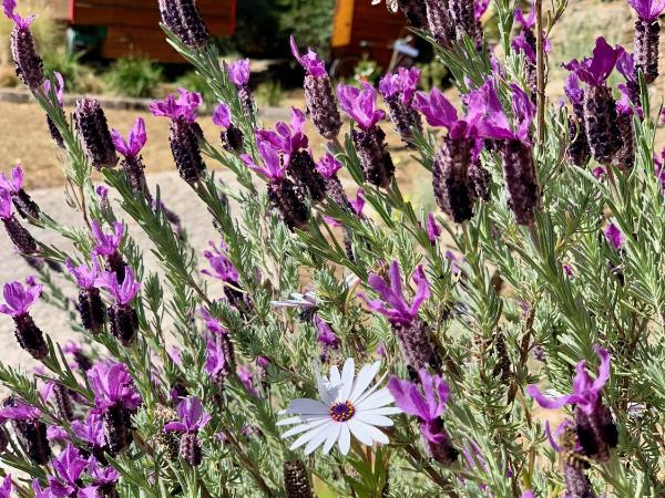 Villa Thalassa Art' B&B : photo 9 de la chambre caravane