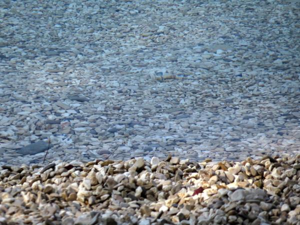 APARTMENTS ON THE BEACH IN BAY MALA LUKA : photo 9 de la chambre appartement 2 chambres