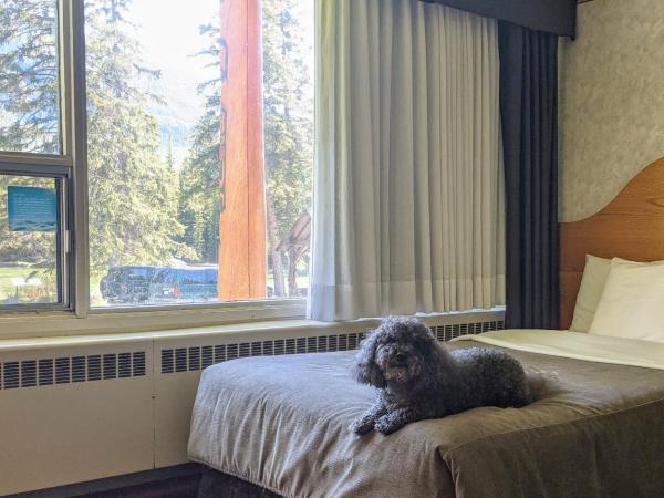 Bow View Lodge : photo 1 de la chambre chambre double avec 2 lits doubles - animaux acceptés