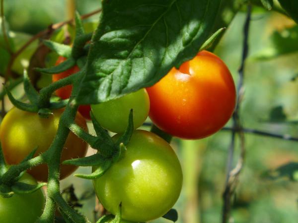 Agriturismo Colombino : photo 1 de la chambre appartement 1 chambre