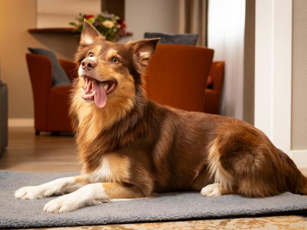 Novotel Maastricht : photo 7 de la chambre chambre double supérieure avec canapé