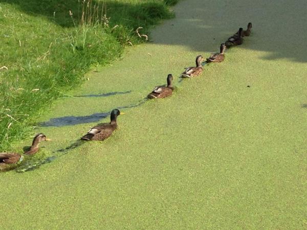 B&B BLoom : photo 10 de la chambre maison de vacances