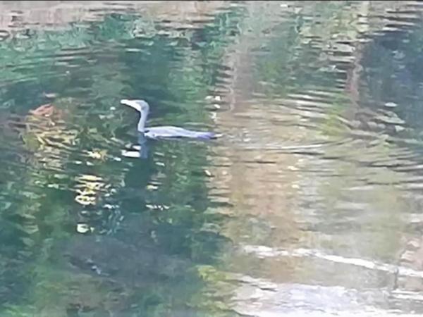Slash Arts houseboat on secluded mooring in central London : photo 8 de la chambre maison de vacances