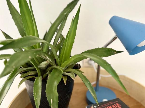 Riad Lauriers Blancs : photo 1 de la chambre chambre double