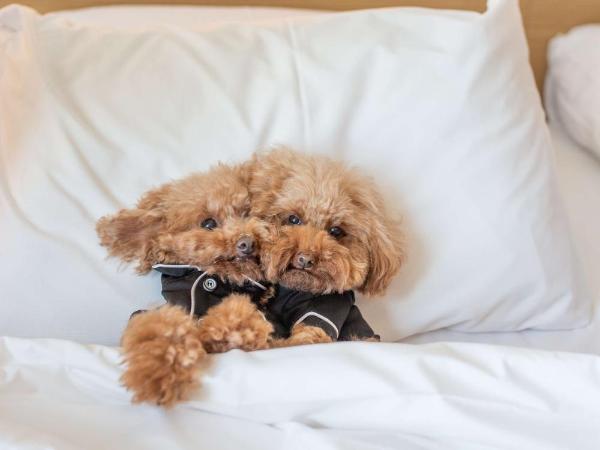 Hyatt Centric Melbourne : photo 5 de la chambre chambre lit king-size