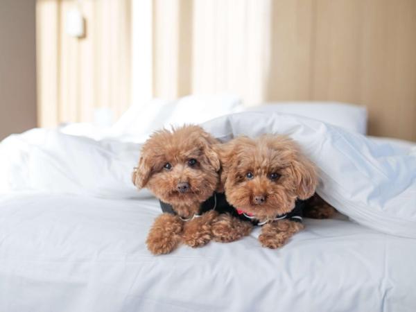 Hyatt Centric Melbourne : photo 7 de la chambre chambre lit king-size