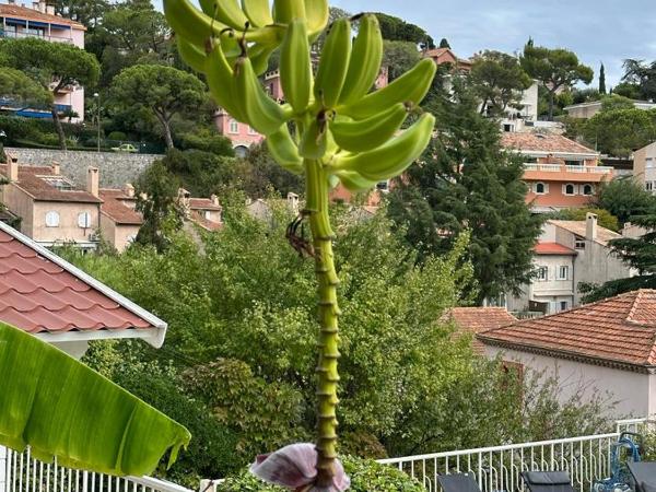 Hôtel La Fiancée du Pirate : photo 4 de la chambre chambre quadruple indépendante avec terrasse privée