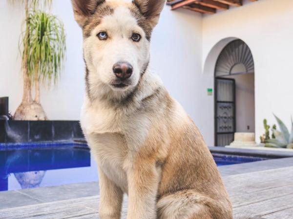 Hotel Boutique Naura Centro : photo 1 de la chambre double room pet-friendly