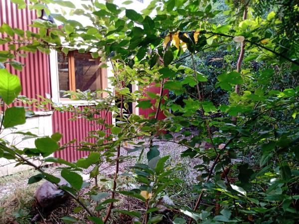 Cabaña Entre Lagos y Montañas : photo 1 de la chambre cottage - vue sur jardin