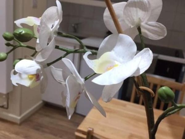 79 Chats : photo 4 de la chambre studio