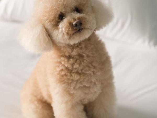 Hotel Antik San Sebastián : photo 7 de la chambre chambre double ou lits jumeaux