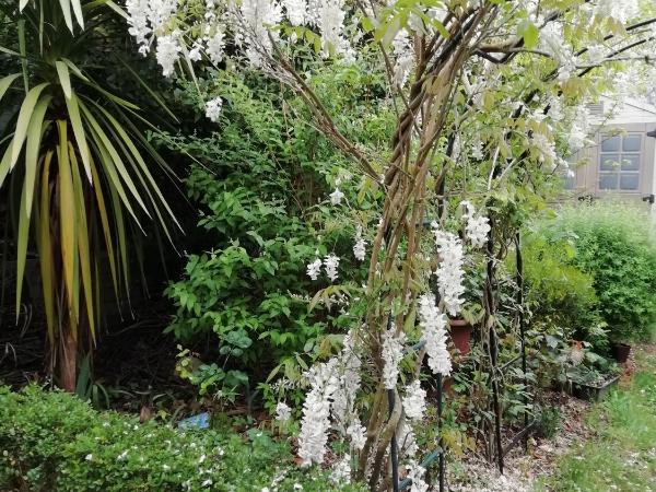 La Tropicale-Maison près du centre ville- 1 chambre : photo 3 de la chambre chambre double - vue sur jardin