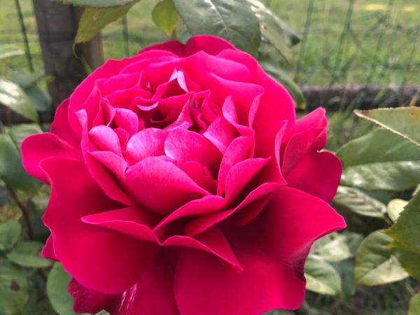 La Grange d'Hélène : photo 8 de la chambre chambre double - vue sur jardin