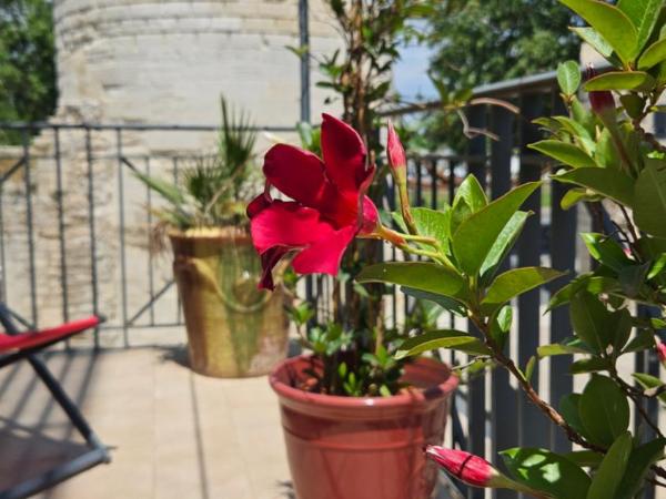 Brit Hotel Acacias : photo 9 de la chambre chambre double club avec terrasse (19 m²)