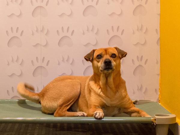 Villa Bella Ferradura : photo 6 de la chambre studio familial