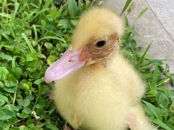 Villino Liber : photo 3 de la chambre chambre double avec salle de bains privative