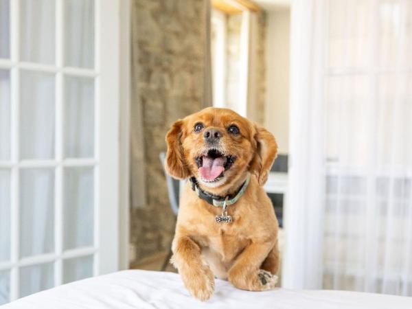 Hotel Port-Royal : photo 1 de la chambre chambre deluxe / kitchenette / animaux autorisés au 1er Étage ($)