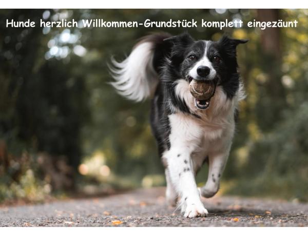 Bubble Tent - Perfect for one night - Selfcheck-in : photo 3 de la chambre tente