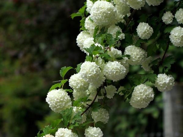 The Shan's Lodge : photo 2 de la chambre double or twin suite with private bathroom - lotus suite