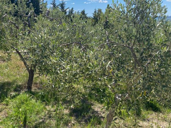 Villa Vittoria : photo 3 de la chambre appartement avec douche