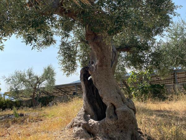Villa Vittoria : photo 5 de la chambre appartement avec douche